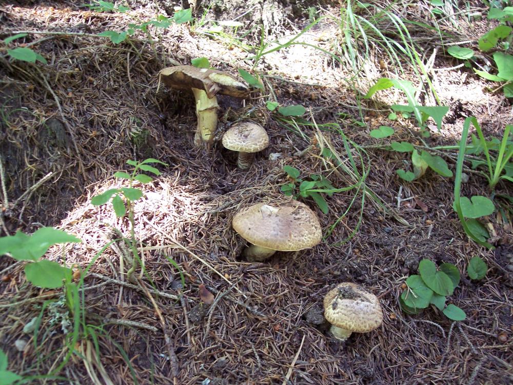 Finalmente funghi in valle (aosta)